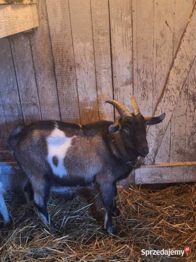 Kozioł pokryje Krosinko