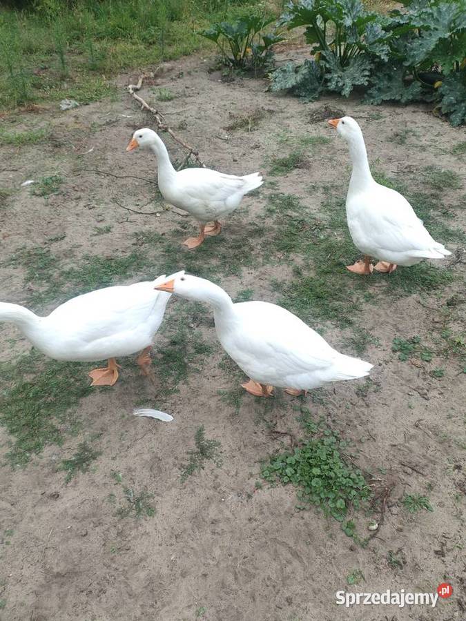 Zrębka drzew liściastych Płachty