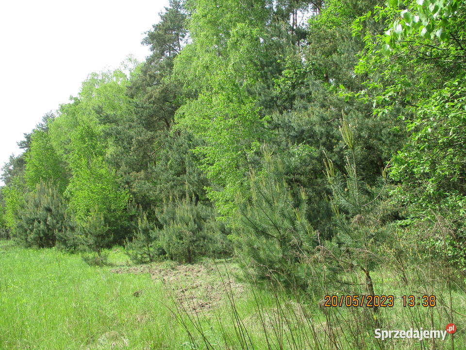 Działka 4712 częściowo zalesiona Wężyk 8200m2 Nieruchomości Wężyki