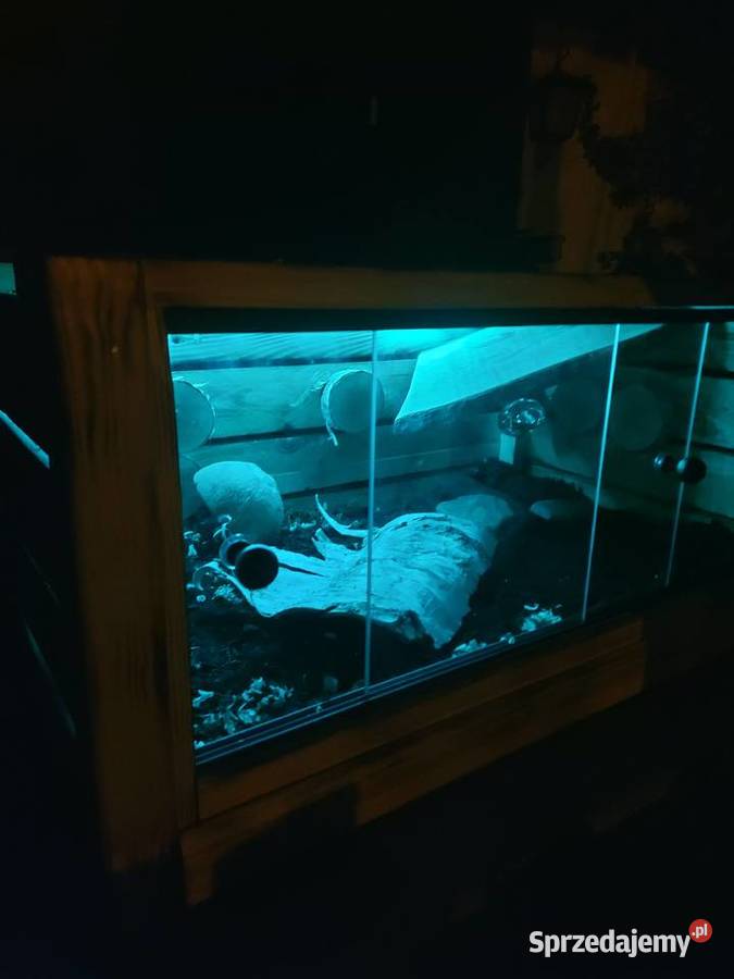 Terrarium z wybiegiem żółw grecki jeż pigmejski