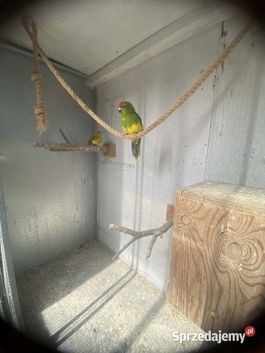 Papugi modrolotki Tylmanowa