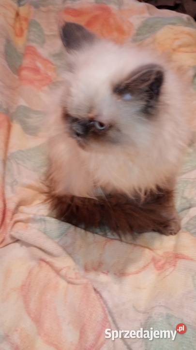 Kocięta persiki Ciechanowiec sprzedam