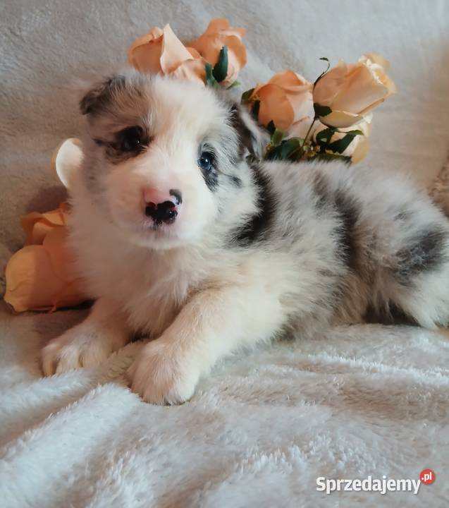 Border collie blue merle kujawsko-pomorskie Toruń sprzedam