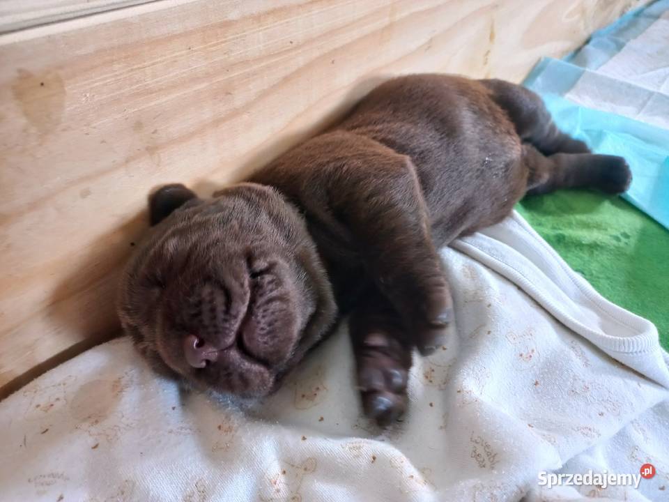 Labrador Retriever ZKwP FCI Szczenięta Lniano