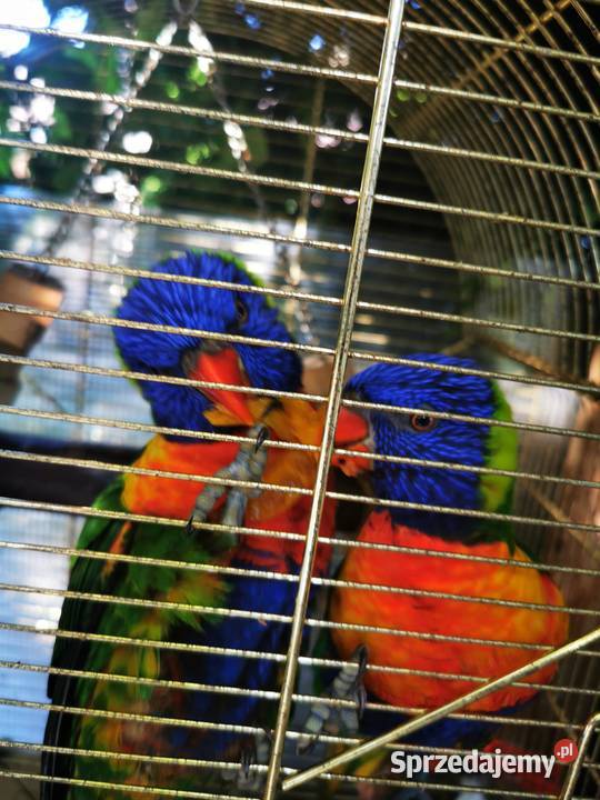Lorysa Tęczowa dorosła para Katowice