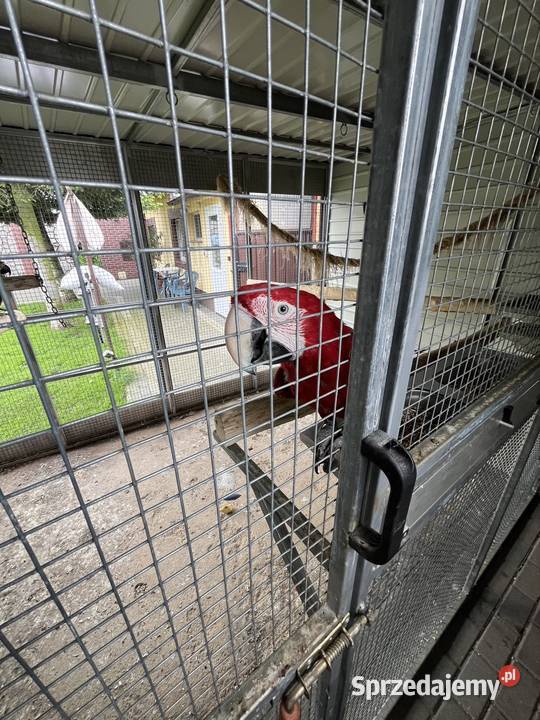 Para arauna hloroptera 20212023 wielkopolskie Gostyń