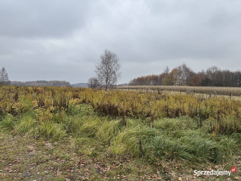 Działka 106 arów o wymiarach 144x73 m pod Zelków