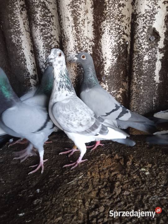 Sprzedam całe stado gołębi pocztowych Drozdówka sprzedam