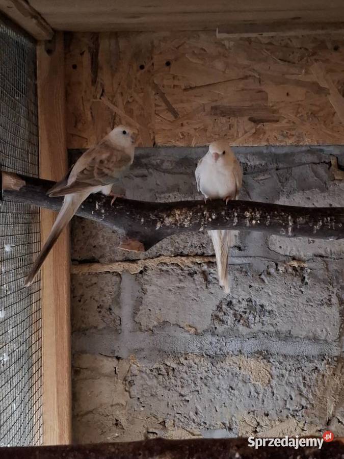 Świergotki Zwierzęta Czyżowice