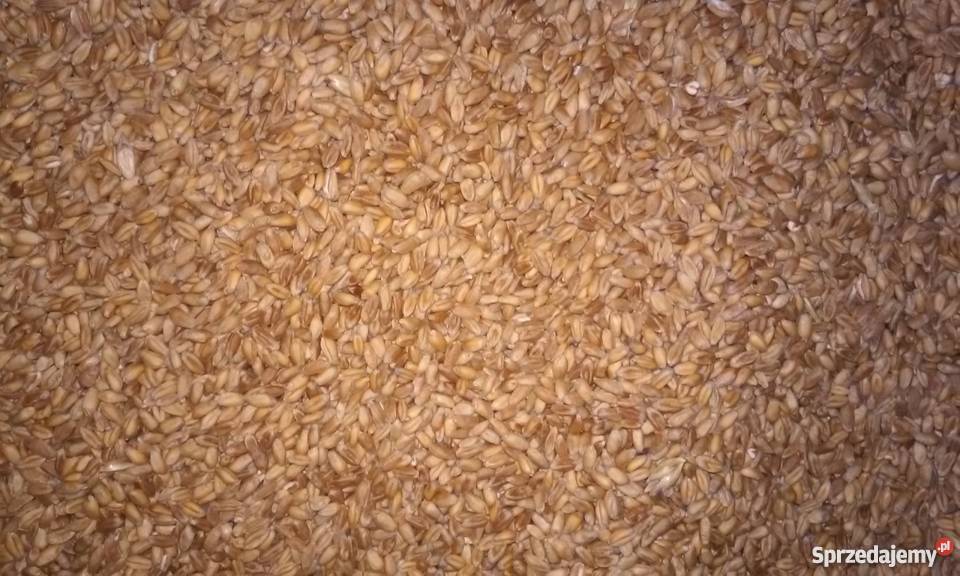 Pszenica Wąsatka podkarpackie Nozdrzec