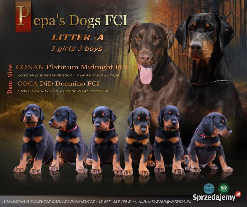 Doberman FCI sprzedam