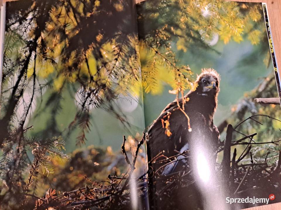 Orlik krzykliwy w krajobrazie Karpat 2016 twarda z obwolutą