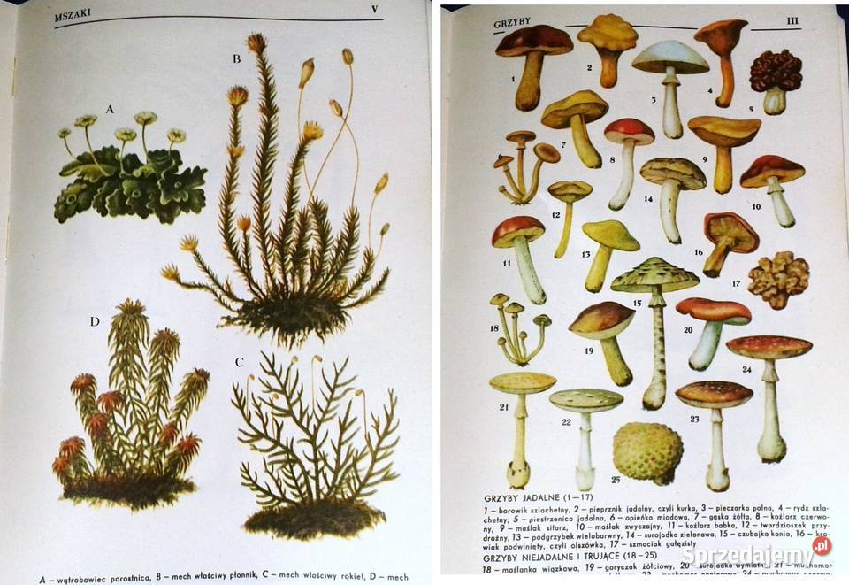 Botanika J Radomski S Tołpa miękka lubelskie Chełm