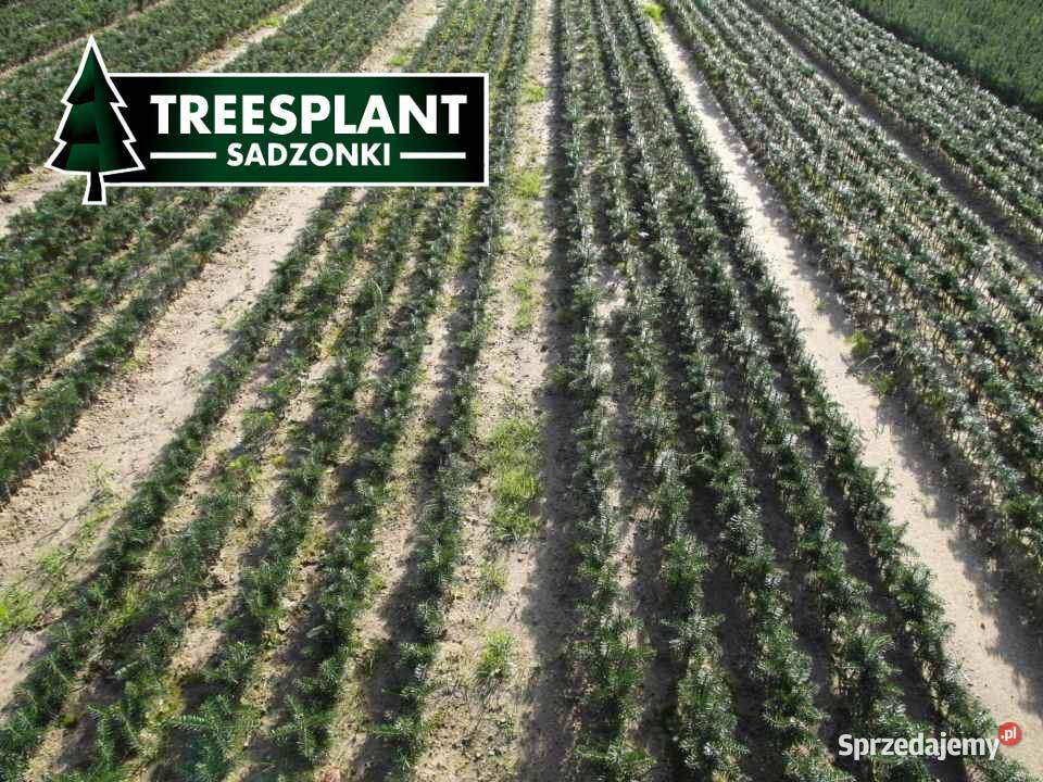 Jodła kaukaska Kaukazka Sadzonki Świerk HURT Kielce sprzedam