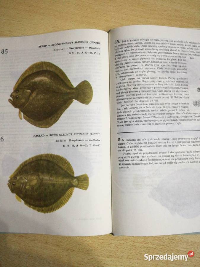 Atlas Ryby wód polskich Kultura i Rozrywka lubelskie Lublin