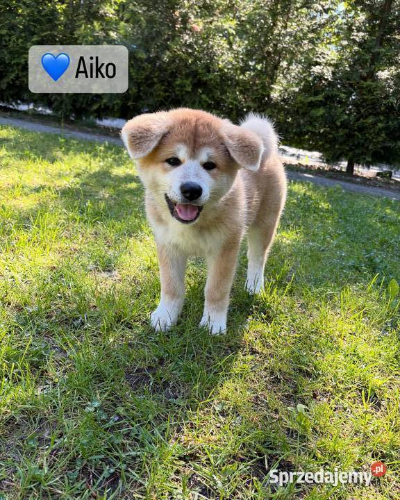 Aiko gotowa do odbioru szczeniak czerwona suczka Kuleszówka
