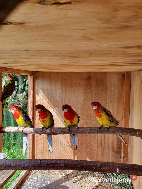 Rozella Białolica Rozelle Gold Mantel Ostroróg