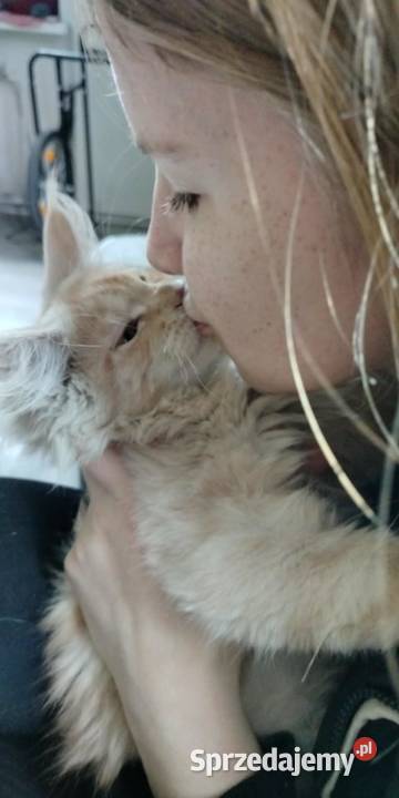 Maine Coon odbiór już na majówkę ostanie 3 Starogard Gdański