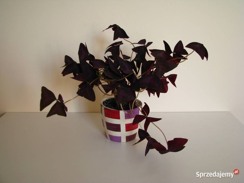 Szczawik trójkątny purpurowy na taras do Kwitnące Brzegi