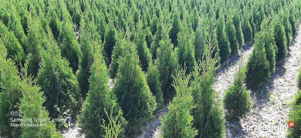 Tuja szmaragd 110120 2022 Producent Bychawa