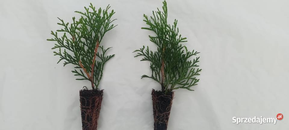 Sadzonki tuja szmaragdy Liściaste Śliwice