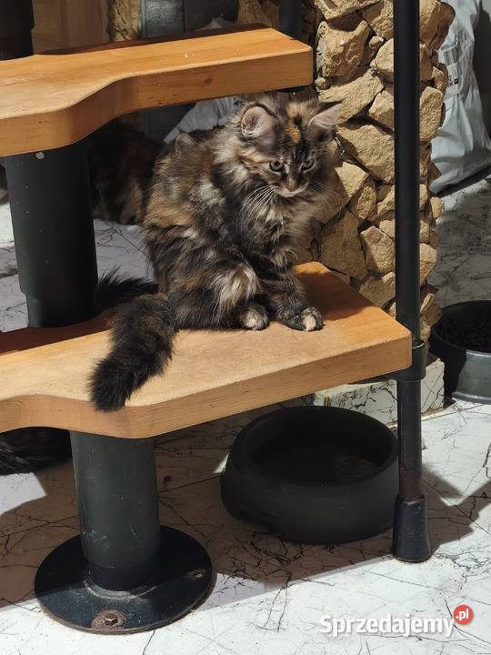 Śliczna kotka rasy Maine coon z rodowodem Prawęcin