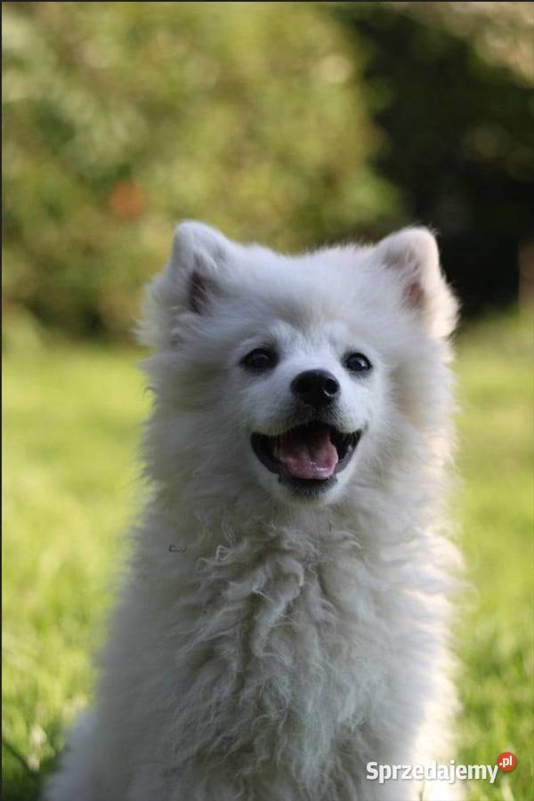 Cudny Szpic niemiecki Bielsko-Biała sprzedam