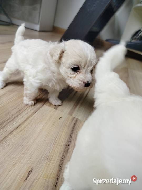 Maltipoo F1 xs