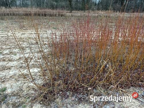 P11 WIERZBA KRUCHA SALIX FRAGILLIS MIODODAJNA Liściaste Miedźna