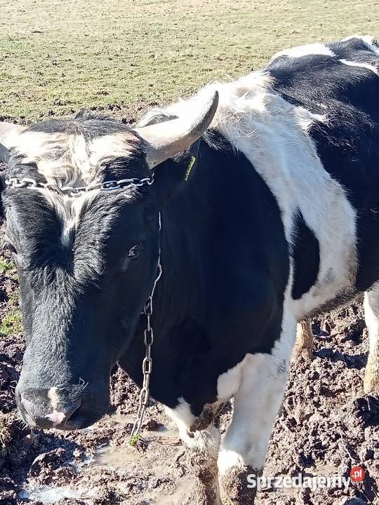 Byk czarnobiały Lwówek Śląski