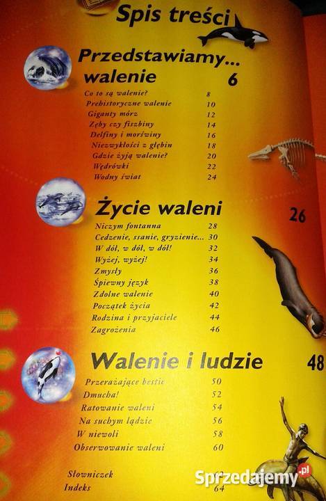 Walenie wieloryby delfiny i morświny L Beckelman miękka Chełm