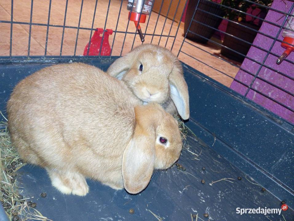 Króliki rasowe karzełki