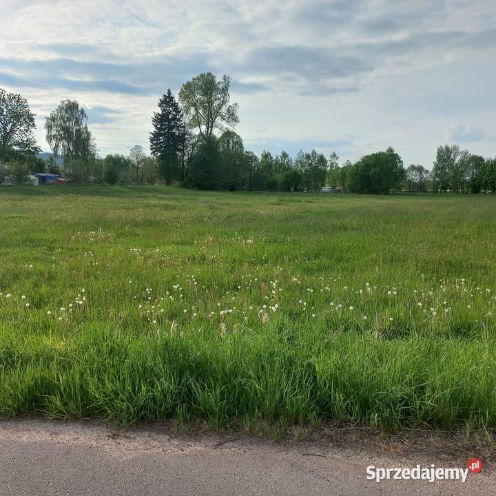 Sprzedam działki Olszyny