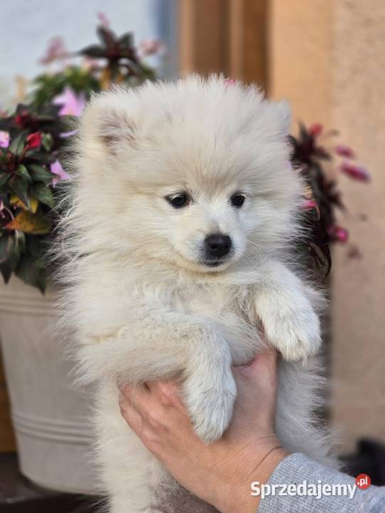 Szpic miniaturowy pomeranian Laski sprzedam