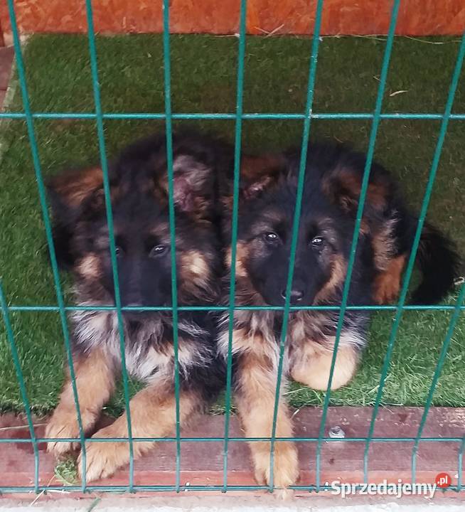 Szczeniakiowczarek niemiecki dlugowłosyy Grajewo sprzedam