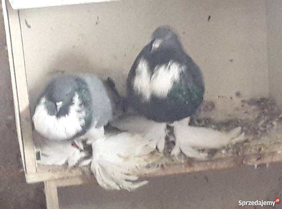 Gołębie garłacze wielkopolskie Tuliszków