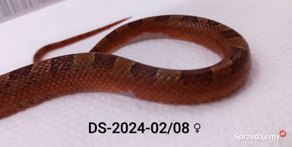 Węże zbożowe Bloodred 66het Amel Hypo Rybnik