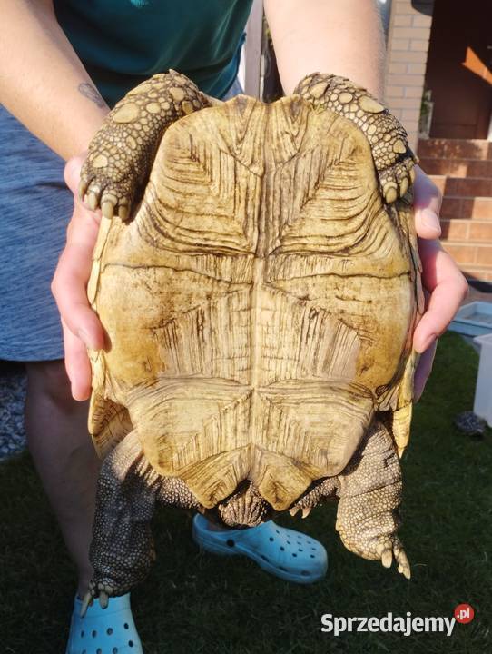 Żółw lamparci Stigmochelys pardalis Mosina sprzedam