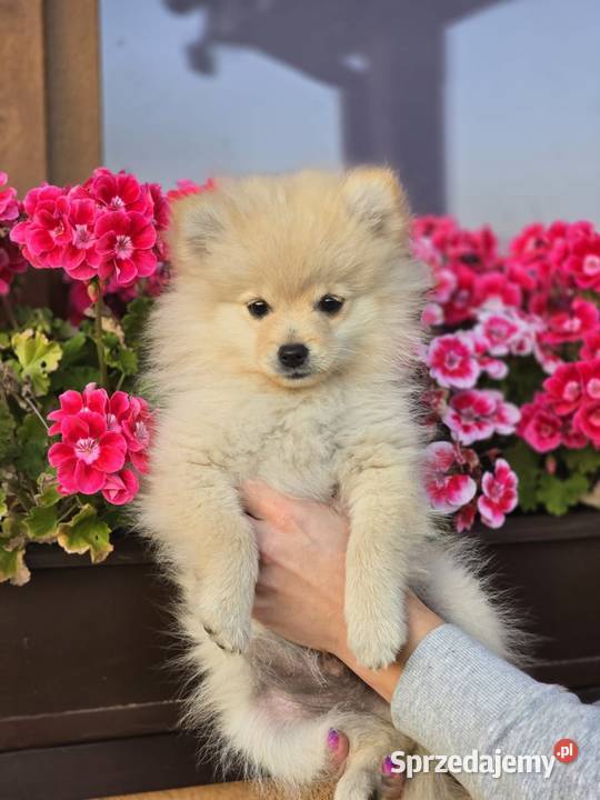 Szpic miniaturowy pomeranian Laski