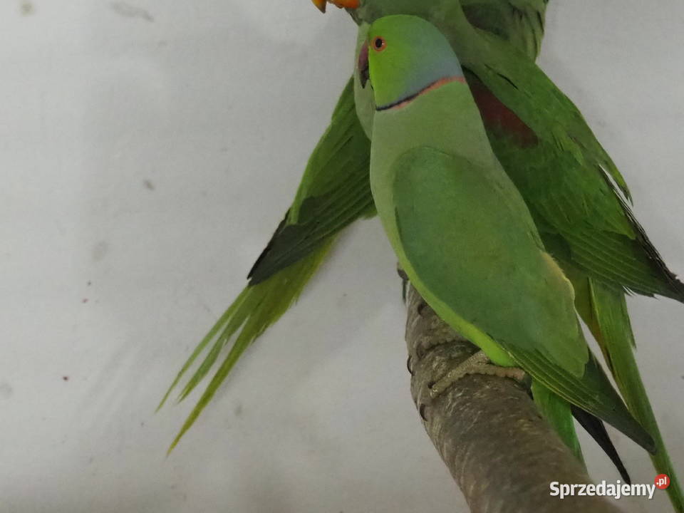 Aleksandretta Obrożna Samiec Zielony dorosły Pszów