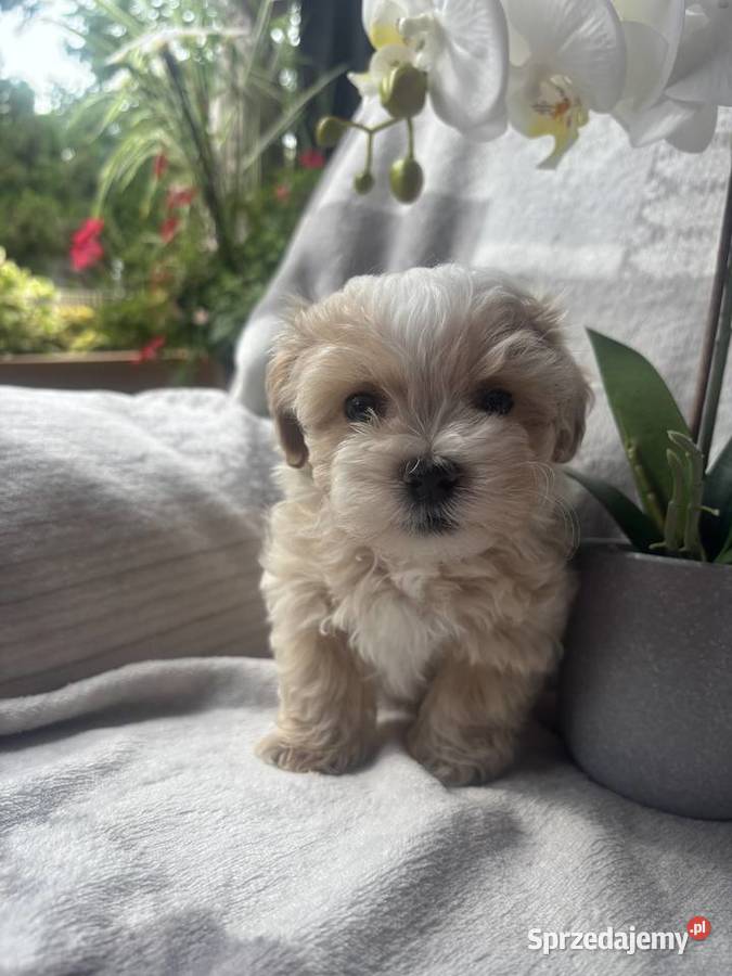 Maltipoo F1 piesek śląskie Częstochowa