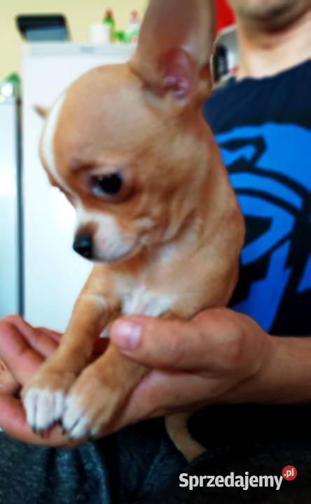 Chihuahua suczka bezowa Jasienica Dolna