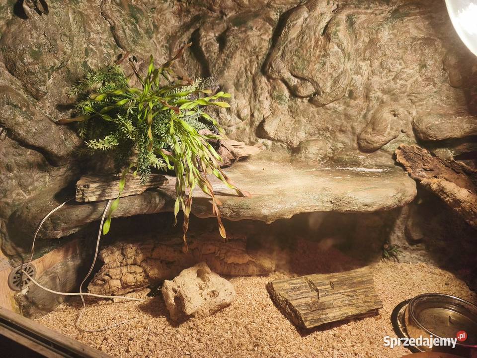 Terrarium z wyposażeniem full 4 Gekony Kalwaria Zebrzydowska