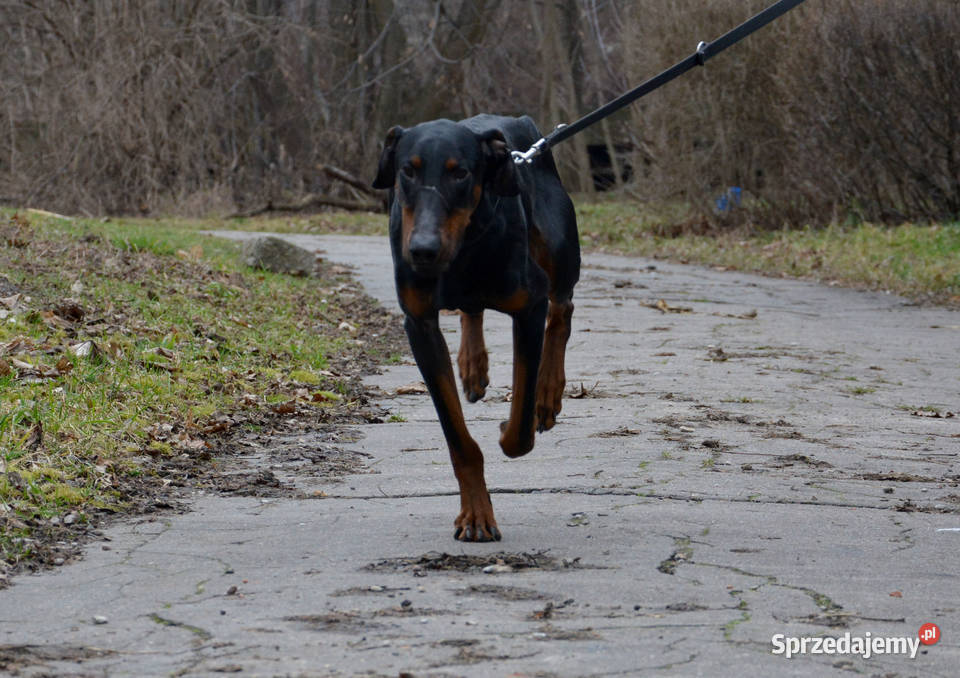 Doberman pies 12 miesięcy Warszawa sprzedam