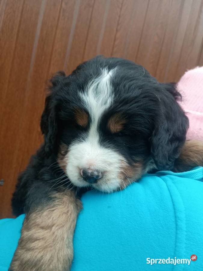 Berneński Pies Pasterski małopolskie Miechów