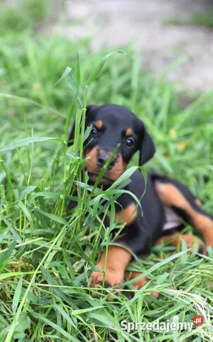 uroczy szczeniak dobermana mazowieckie Warszawa