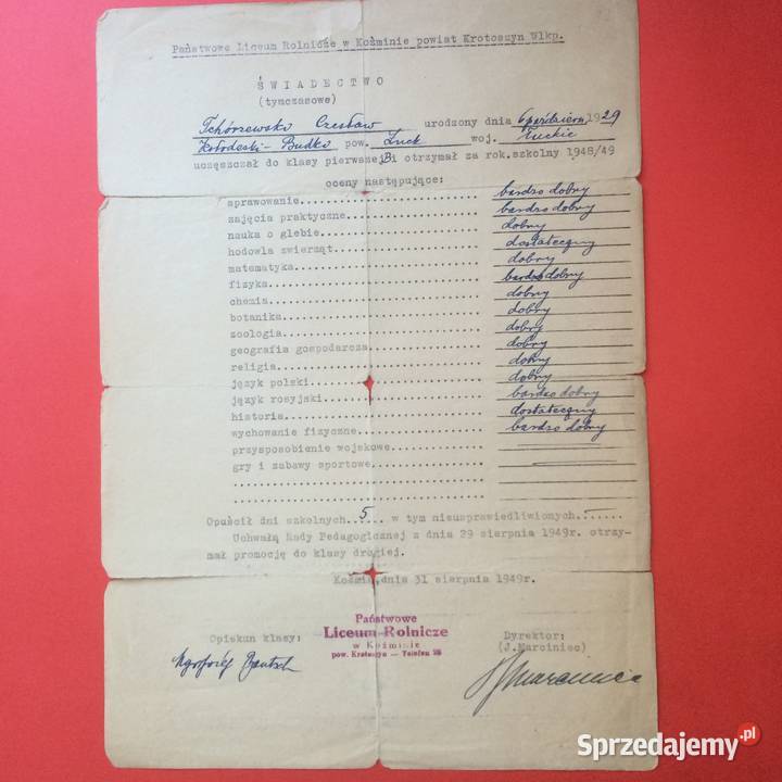 1743 Świadectwo Tymczasowe Tchórzewski Antykwariat