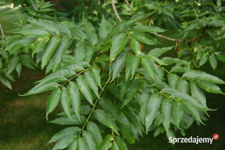 Jesion Wyniosły sadzonki 2540 jesion Liściaste Lębork