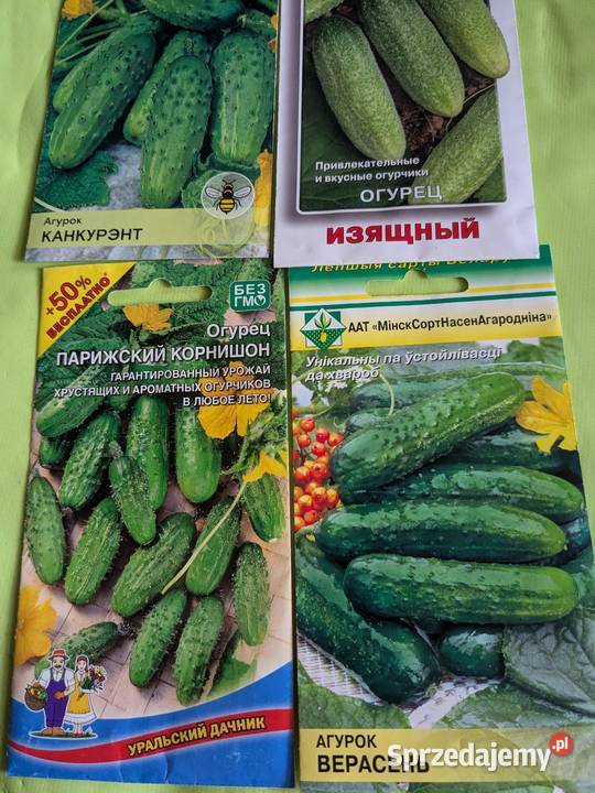 Ogórek warzywa wschodnie Palczik i inne