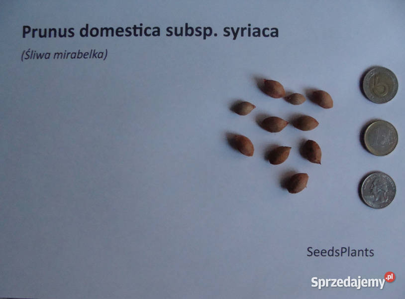 ŚLIWA MIRABELKA Prunus domestica subspsyriaca Lubanie